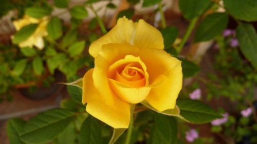 Rose jaune - détourage avec les ciseaux intelligents