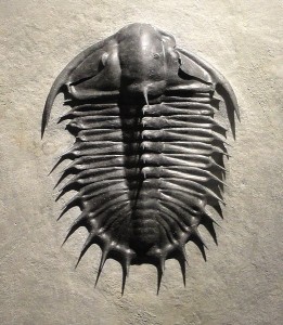 Olenoides superbus, Late Middle Cambrian, Upper Marjum Formation, House Range, Millard County, Utah, USA - Houston Museum of Natural Science