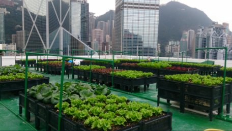 "Go Green Hong Kong" discussed the benefit of rooftop farming in Hong Kong. 