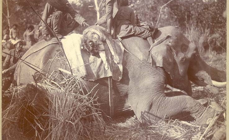 Slain tiger on the back of an elephant