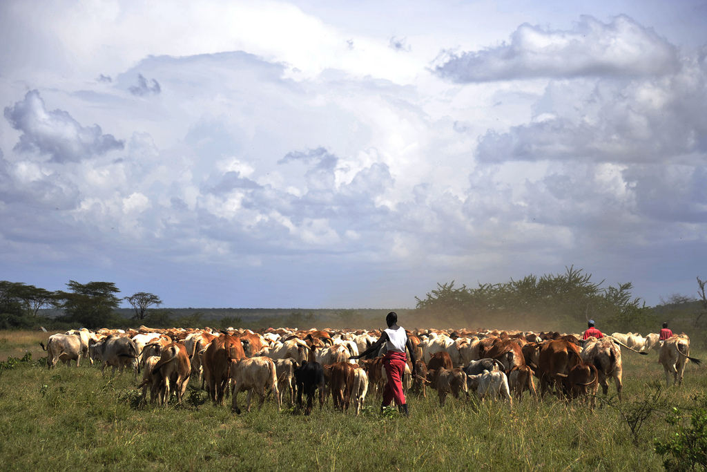 Des éleveurs avec leurs vaches à Laikipia. Photo de l'USAID disponible sous licence Creative Commons.