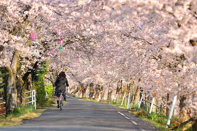 桜並木 - Row of cherry blossom trees