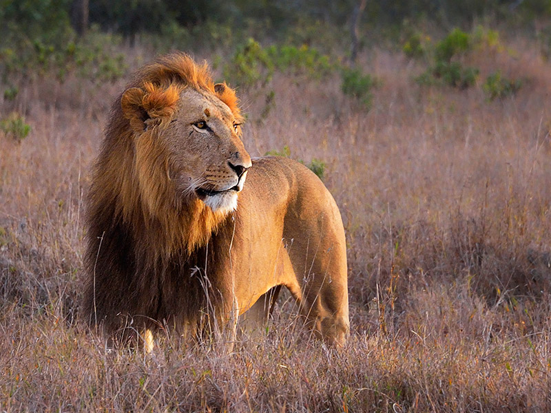 Male Lion at Sunrise, Ol Pejeta Conservancy, Kenya, East Africa. Photo by Diana Robinson. CC-BY-NC-SA 2.0