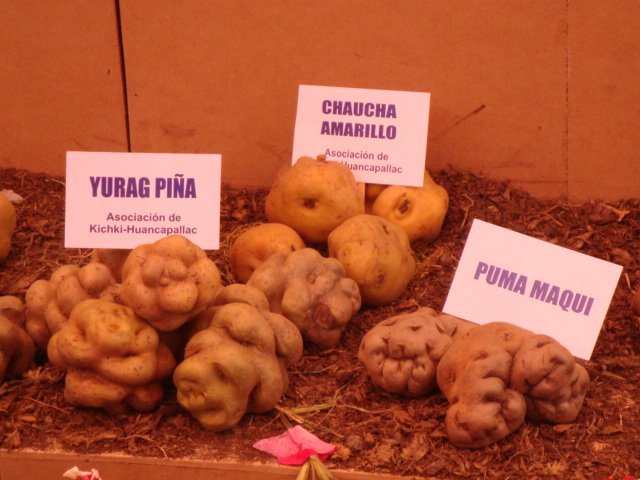 Variedades de papa peruana. Imagen de Flickr de la cuenta de Go!Pymes Fotos (CC BY-SA 2.0)
