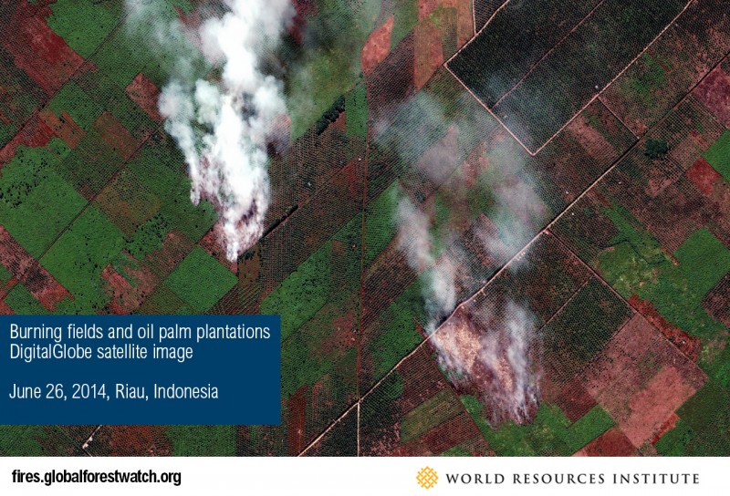 Satellite image showing a burning palm oil plantation. 