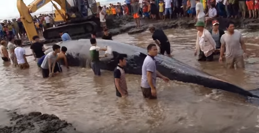 Screenshot of a YouTube video of residents trying to rescue a stranded whale at Diễn Thịnh’s shore in Vietnam. 