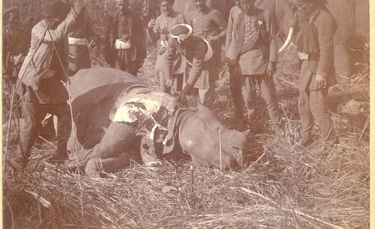 A group of men watch as a dead rhinoceros is skinned and dismembered.
