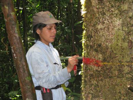 Marquage d’arbres au Pérou dans le cadre d'une&nbsp;étude,&nbsp;coordonnée par Rainfor,&nbsp;menée&nbsp;sur plus de 200.000 sujets. © Roel Brienen