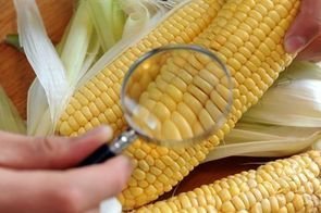 Produits alimentaires contaminés aux OGM, la France se classe 3ème