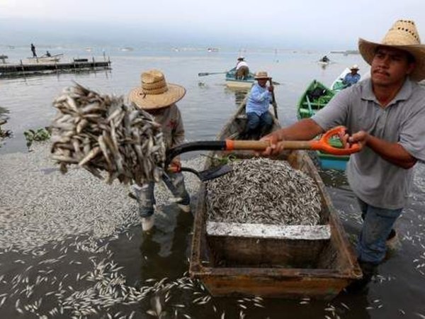 Hécatombe de poissons dans un lac au Mexique