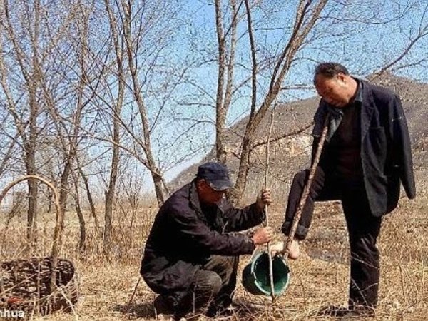 Chine: Un aveugle et un amputé des mains  plantent 10 000 arbres en 10 ans !