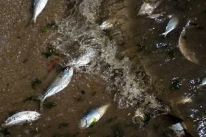 20 tonnes de poissons morts dans la baie de Rio