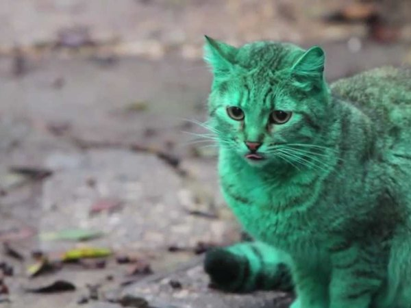 Un étrange chat vert rôde en Bulgarie