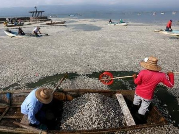 Hécatombe de poissons dans un lac au Mexique