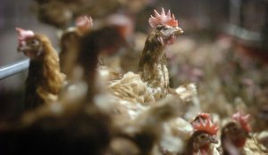 Mesures urgentes en Europe pour contenir la grippe aviaire